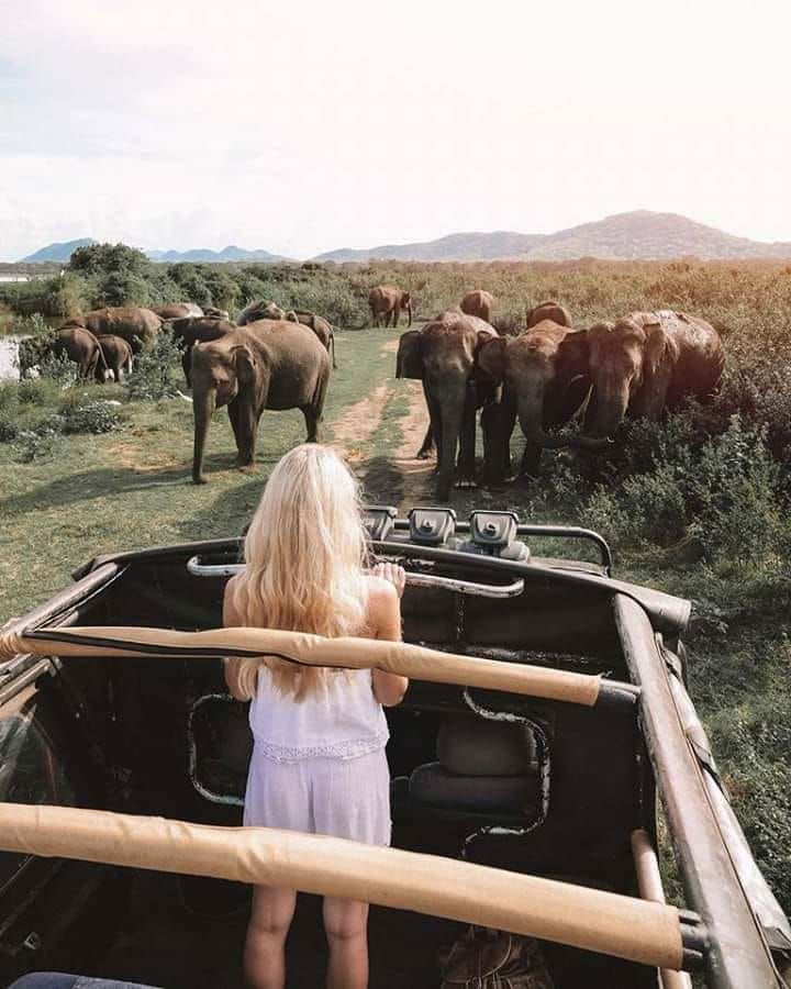 Wildlife Safari