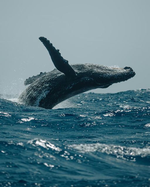 Whale Watching